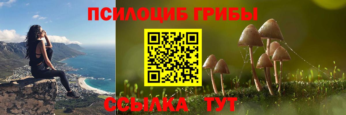 Псилоцибиновые грибы Psilocybe Новоуральск